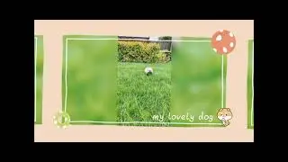 cute puppy! Doggy's World🌏