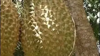 DURIAN KALIGESING,MURAH DI JAWA TENGAH,WISATA PASAR DURIAN,PURWOREJO+62 813-9112-9391