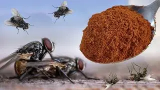 Kill Flies Overnight Without Chemicals! (Safe & Easy Hack) &ndash; 100% Natural!