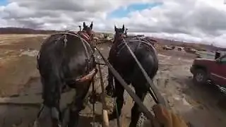 FEEDING THE COWS