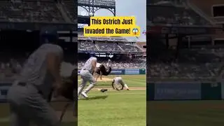 Baseball Game Turned HILARIOUS CHAOS by Angry Ostrich! #baseball