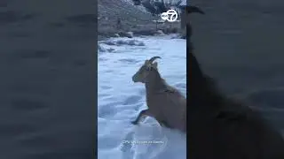 Bighorn Sheep Rescued and Reunited With Herd After Falling Into Icy River