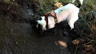 Mudderbad