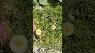 Happy gardening #gardening #mossrose #plants #moss #terracegarden #garden #flowers #grow