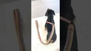 🌟 Premium Webbing Strap Leather Hands-Free Dog Leash Wholesale 🌟