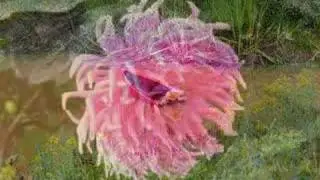 Kingsbrae Horticultural Garden