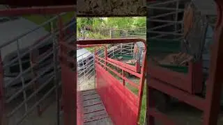 Loading cattle