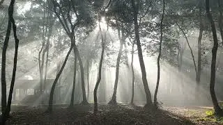 Fleeting Moments in The Forest