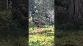Heart of the Forest: Elephant Adventure #nature #africa #paradise #animals #wildlife #jungle #shorts