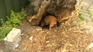 World s biggest termite