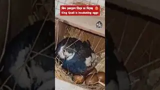 king quail incubating eggs 🐥 #alhalalfarming #kingquail #buttonquail