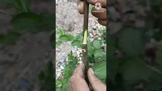 Fruit tree grafting tips/Ber tree grafting/Fruit plant grafting.#shorts#Apple ber.