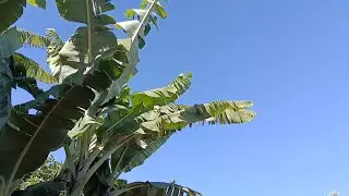 Slow Life on a Tiny Village Farm in Kenya (Live)