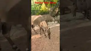 Sanjay Van Delhi | संजय वन | Delhi Forest | Forest Lover | Animal Lover | Nature Lover | Forest