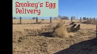 Smokey's Egg Delivery - Dystonia Management Team Member Steps Up