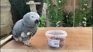 African Grey Parrot eating Macadamia Nuts