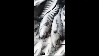 大量条纹鲈鱼在加拿大新斯科舍省死去2022 Huge fish kill (stripe bass) in Nova Scotia Canada 纽约钓鱼 New York Fishing