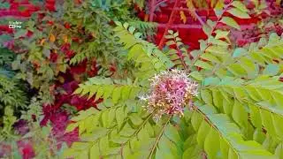 Curry leaf plant | kari pata poda | free to use stock HD footage