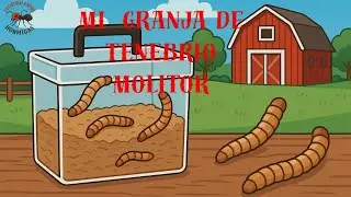 MEALWORM FARM | MY ANTS WANT MORE PROTEIN