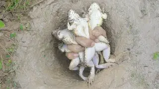 Catch Frog in The Mud Hole | Deep Hole Frog Fishing.