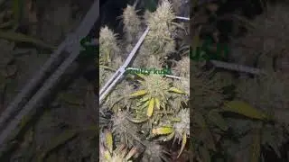 Indoor grow NZ Day 56 Flower by Frost Farmer (Scruffy Ku$h) @420BusinessDays