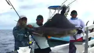 Cebaco Bay Sailfish
