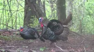 West Virginia &lsquo;23 silent gobbler ALMOST gets away&hellip;