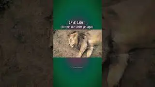 3 prehistoric lions (Extinct) #wildlife #animals