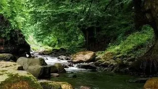 Calm Tropical River Sounds with Soft Birdsong | Nature Ambience ASMR for Mental Clarity