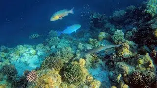 Snorkelling Filitheyo island resort house reef. Faafu Atoll, Maldives Dec 2022 4K