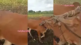 76207 86532 కోడెలు మహారాష్ట్ర bulls for maharastra पड़े महाराष्ट्र