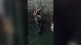 Locals stage daring rescue of bull trapped in well | SWNS