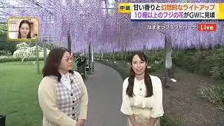 【中継】はままつフラワーパークでフジが見頃　花の甘い香りと幻想的なライトアップ