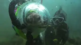 6793: Diver takes trained dog underwater in China
