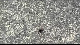 Red-Back Spider from Australia
