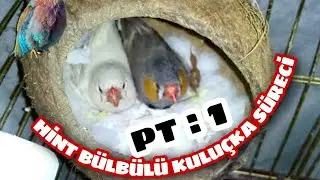 HİNT BÜLBÜLÜ YUVA YAPMA HAZIRLIĞI