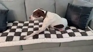 Stylish Comfort for Everyone! Our Favorite Soft Couch Cover for Dogs and Humans | Sofa Cover Review