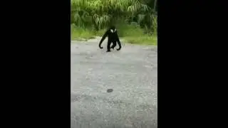 I came across the real venom #venom #monkey #jungle #funny #viral #animal