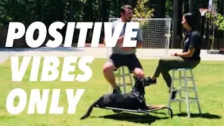 Six Questions in 5 Minutes: Pawsitive Vibes Animal Training