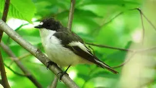 Песня самца мухоловки-пеструшки ( Ficedula hypoleuca )