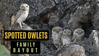 Spotted Owlet Family Day Out! I Owlets in their Habitat! #familydayout #spotted #naturallywild