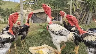 BREEDING OF GIANT POLISH