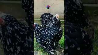 black mottled Cochin bantam #birds #shorts #viral #trending #trendingshorts #shortvideo