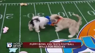 Puppy Bowl is just like the Super Bowl &ndash; only cuter!