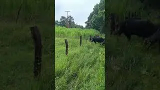 Caso Finca la monta&ntilde;a Barinas Venezuela 