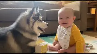 Heart warming Baby and Dog 🐕 Compilation 😻 Try not to smile 😀😍
