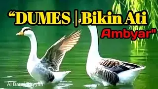 Bikin Galau Parah Gak Habis-Habis! Lagu Jawa/Campursari Modern/DUMES.