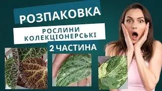 Розпаковки частина 2, розмови про жорсткість води.