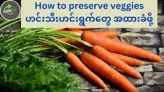 Food processing & food preservation technology for veggies with lab blanching, freezing techniques