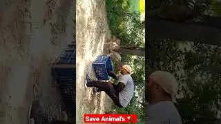 Wild Monkeys 🐒 feeding Banana🍌 save Birds 🐦 & Animals.